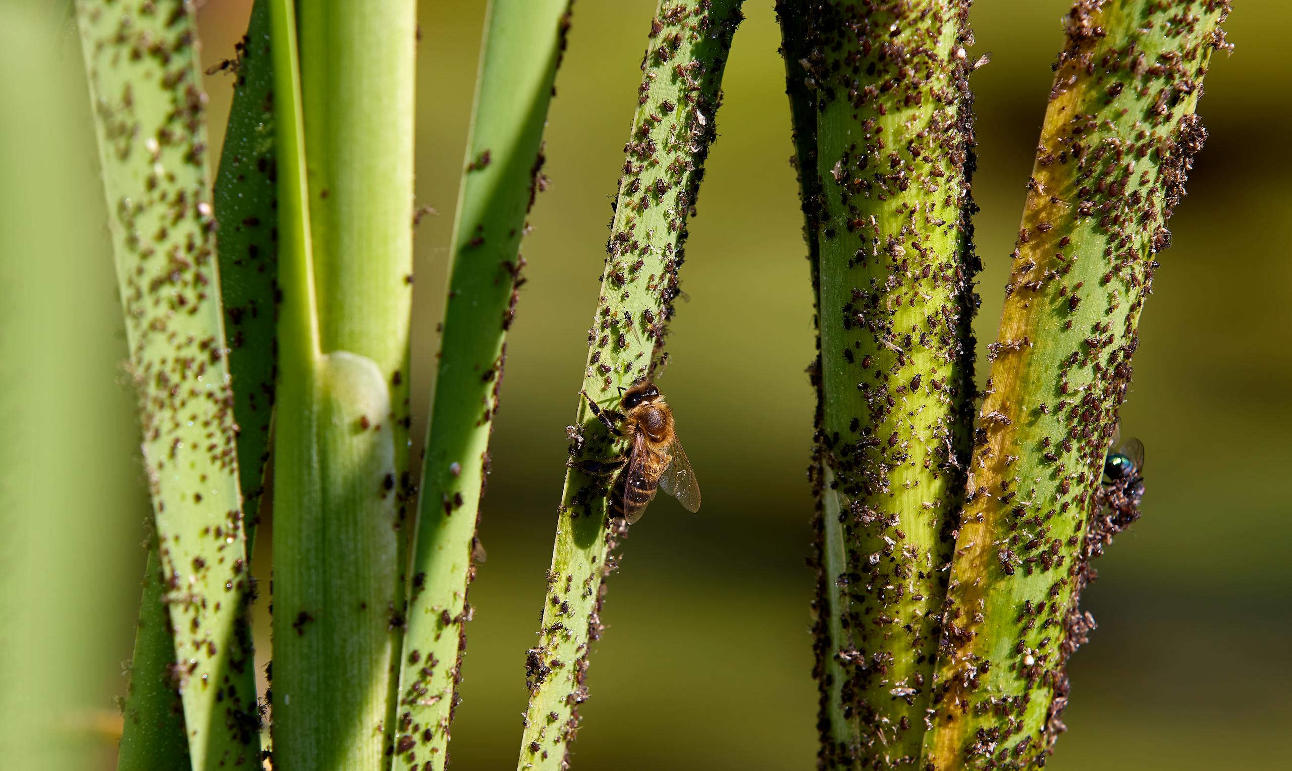 Close-up image of plant stems infested with aphids, highlighting insect interaction.